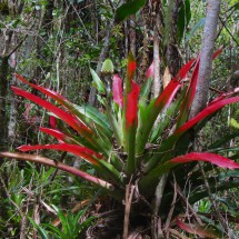 Plant in the Atlantic Rain Forest with red leaves to protect them from being eating